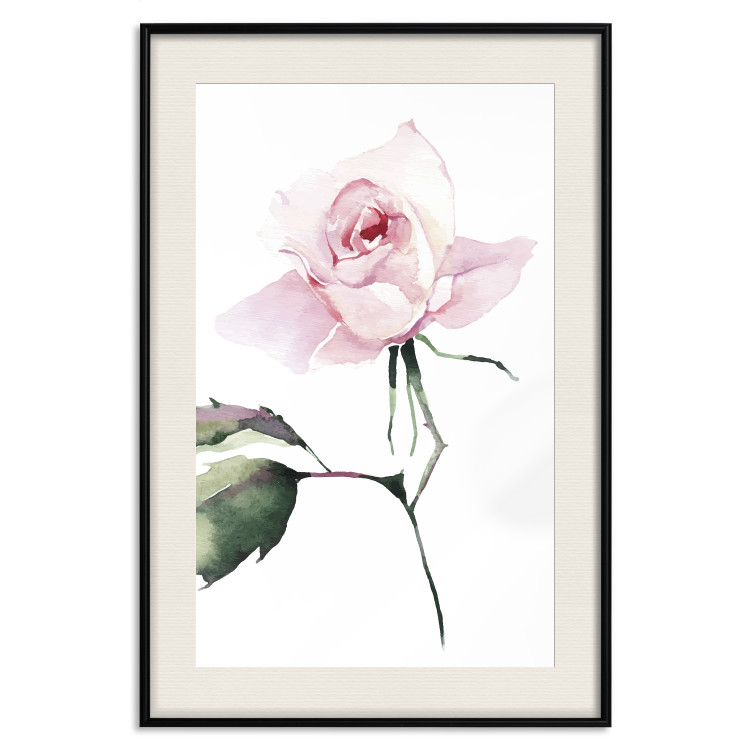 Poster Lonely Rose - natural composition of a pink plant on a white background 135764 additionalImage 11
