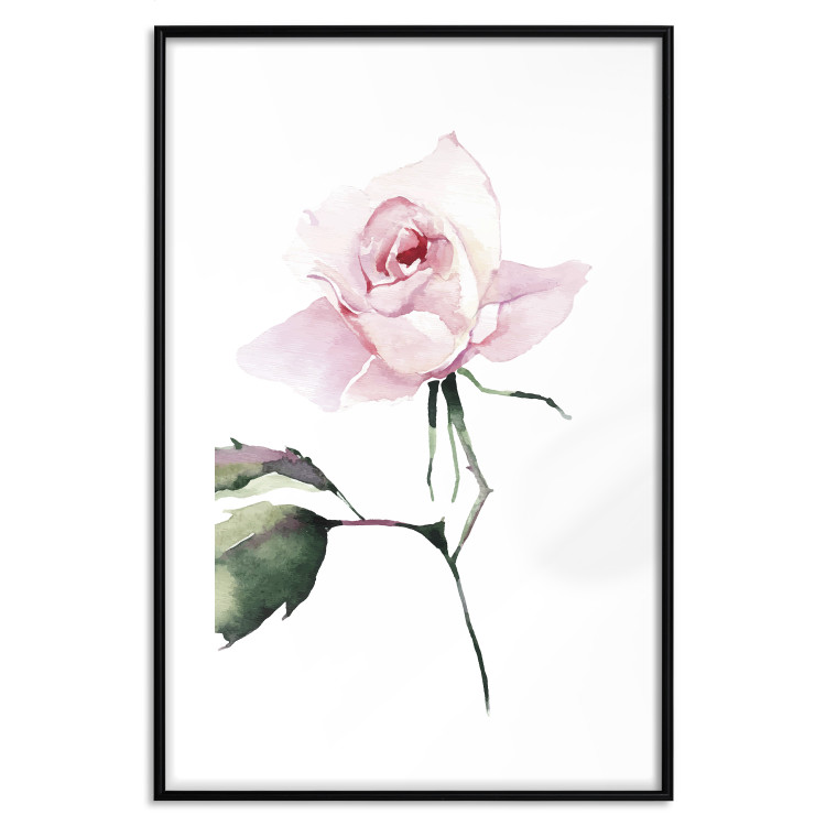 Poster Lonely Rose - natural composition of a pink plant on a white background 135764 additionalImage 9
