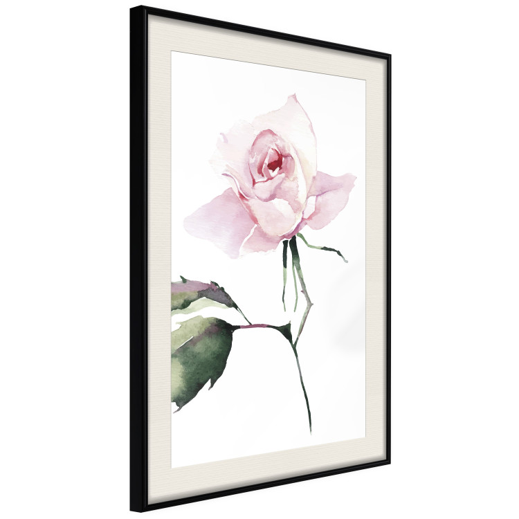 Poster Lonely Rose - natural composition of a pink plant on a white background 135764 additionalImage 25