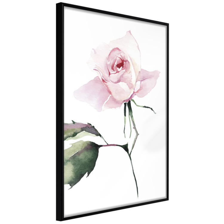 Poster Lonely Rose - natural composition of a pink plant on a white background 135764 additionalImage 17