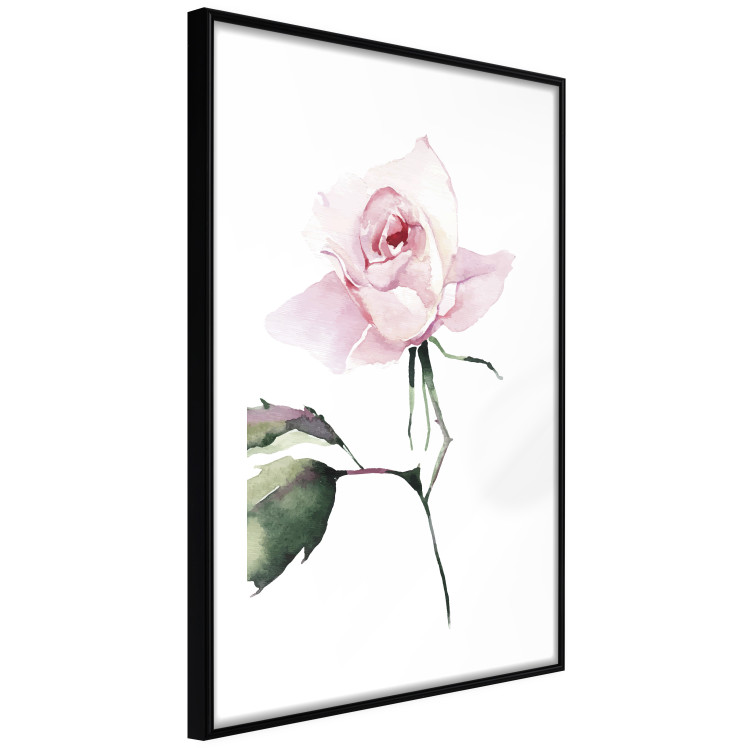Poster Lonely Rose - natural composition of a pink plant on a white background 135764 additionalImage 19