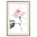 Poster Lonely Rose - natural composition of a pink plant on a white background 135764 additionalThumb 27
