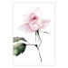Poster Lonely Rose - natural composition of a pink plant on a white background 135764