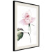 Poster Lonely Rose - natural composition of a pink plant on a white background 135764 additionalThumb 25