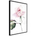 Poster Lonely Rose - natural composition of a pink plant on a white background 135764 additionalThumb 21