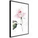Poster Lonely Rose - natural composition of a pink plant on a white background 135764 additionalThumb 23