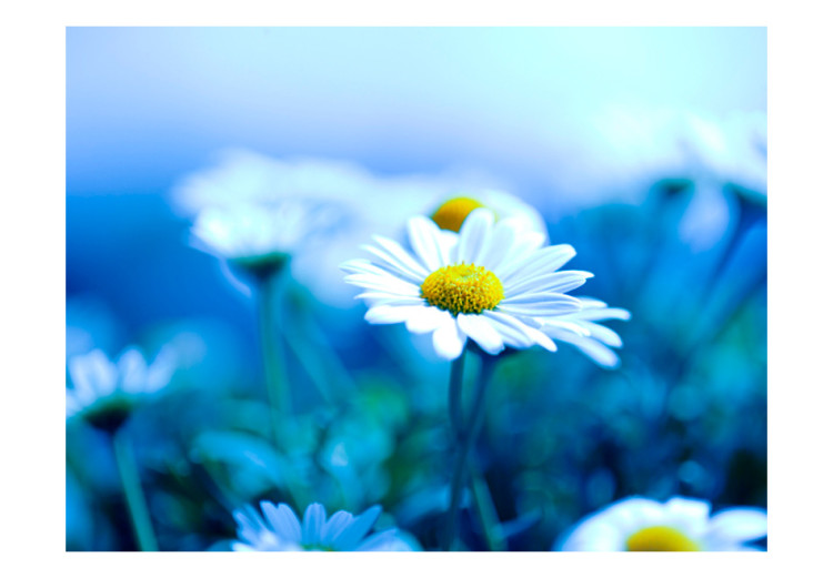Wall Mural Daisy on a Blue Meadow - Macro Shot of a Flower on a Plant Background 60464 additionalImage 1