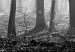 Canvas Print Monochrome Forest 98564 additionalThumb 5