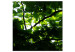 Canvas Squirrel perspective - the crown of trees and penetrating light 122674