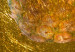 Wall Poster Forbidden Fruit - composition of tropical fruit on golden texture 128074 additionalThumb 11