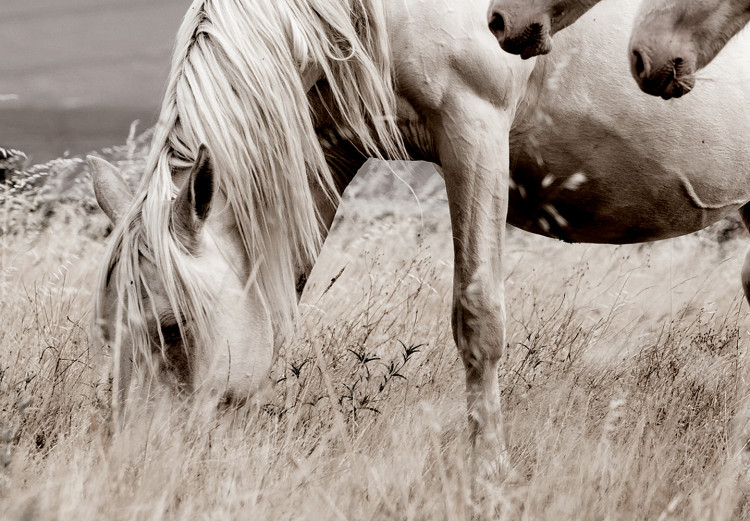 Wall Poster White Horses - autumn composition of animals in a meadow in bright colors 130374 additionalImage 2