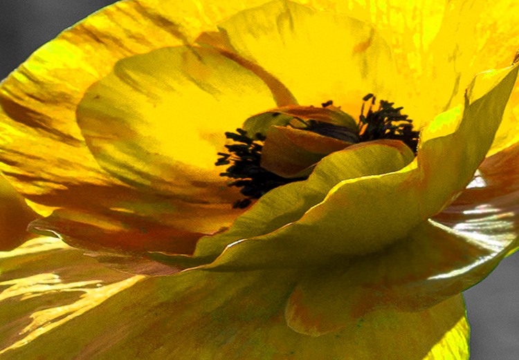 Large canvas print Yellow Poppies [Large Format] 132374 additionalImage 4