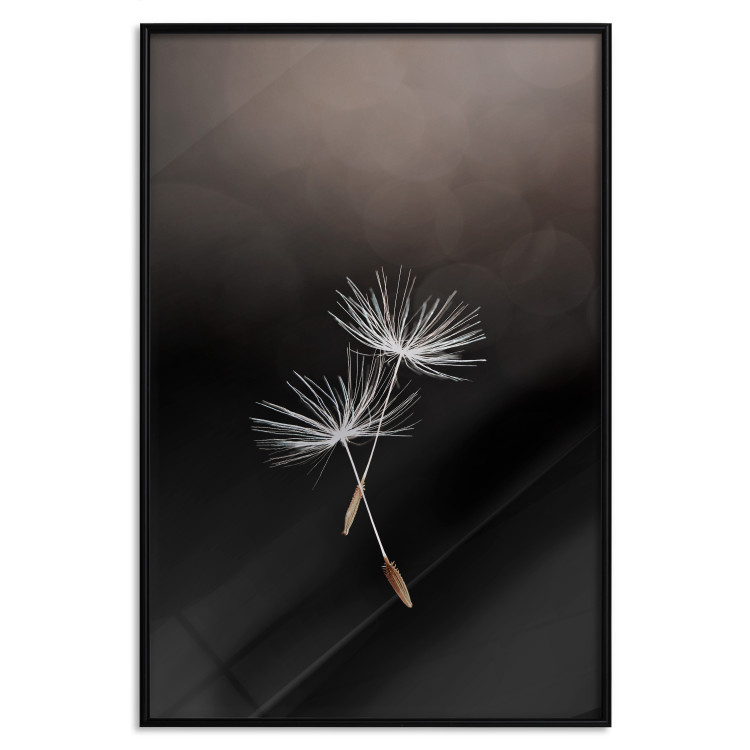 Wall Poster Soaring Moment - delicate white dandelion flowers on a black background 137274 additionalImage 3