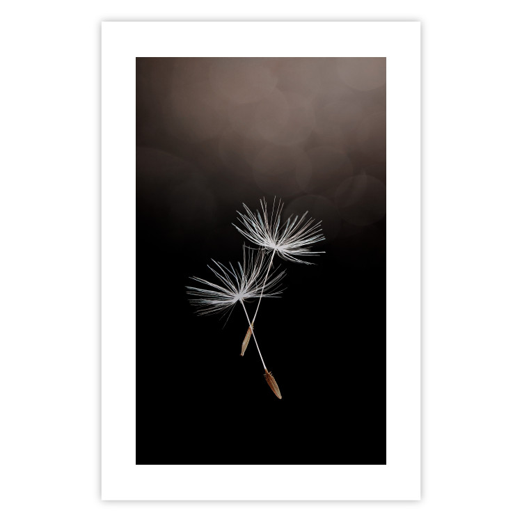 Wall Poster Soaring Moment - delicate white dandelion flowers on a black background 137274 additionalImage 2