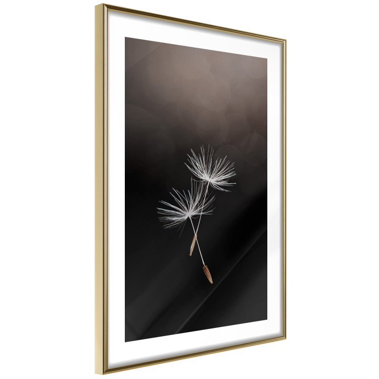 Wall Poster Soaring Moment - delicate white dandelion flowers on a black background 137274 additionalImage 14