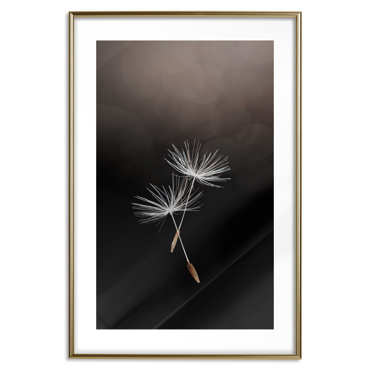 Wall Poster Soaring Moment - delicate white dandelion flowers on a black background 137274 additionalImage 18