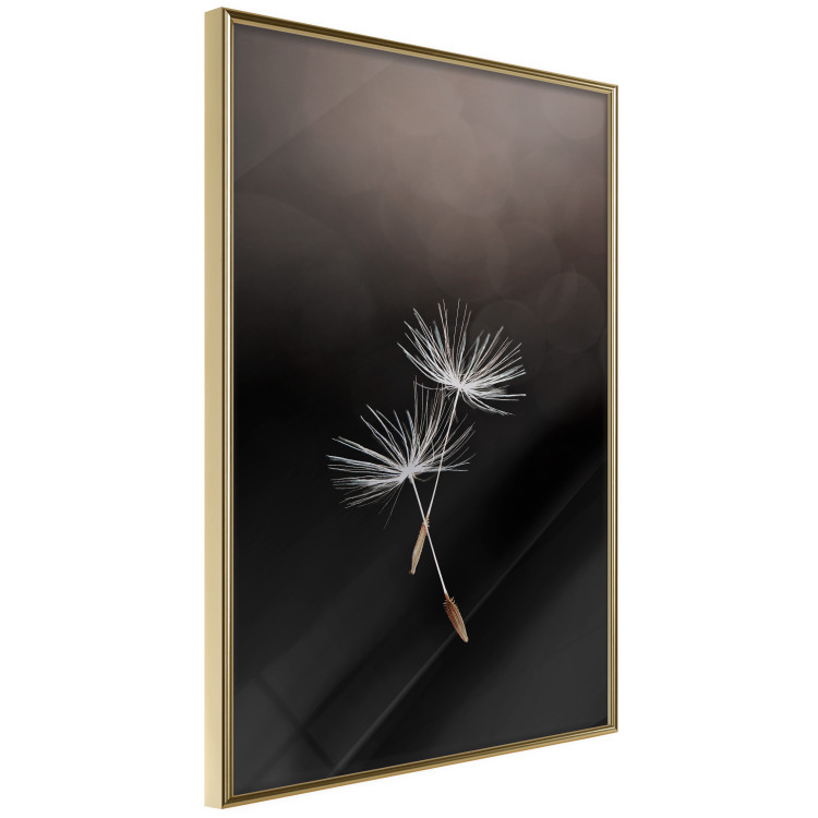 Wall Poster Soaring Moment - delicate white dandelion flowers on a black background 137274 additionalImage 11