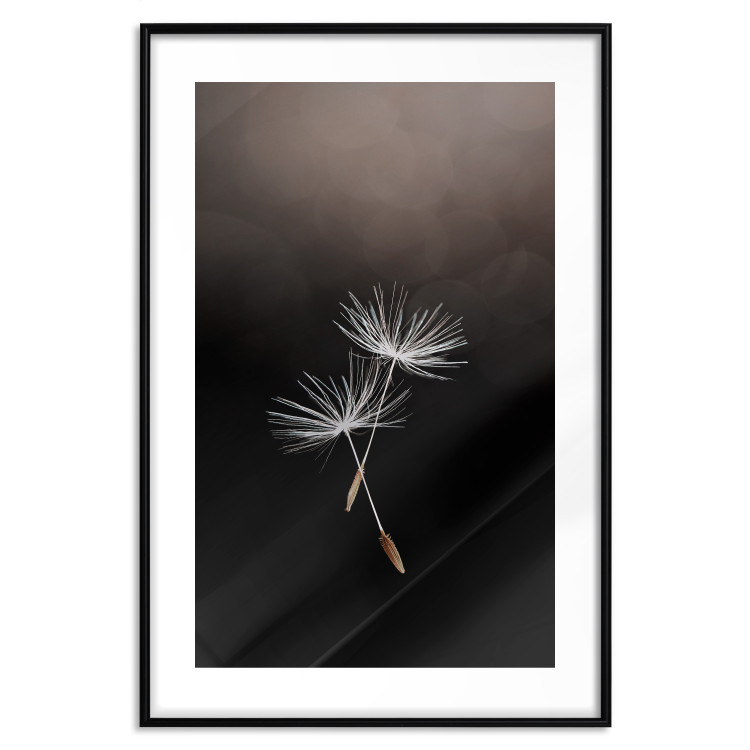 Wall Poster Soaring Moment - delicate white dandelion flowers on a black background 137274 additionalImage 19