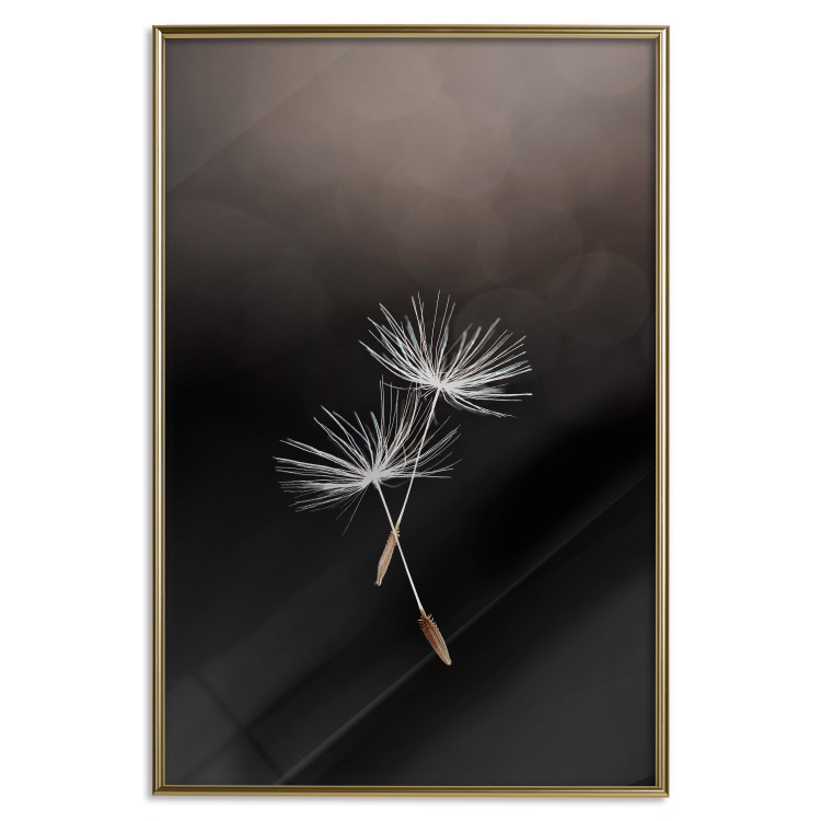 Wall Poster Soaring Moment - delicate white dandelion flowers on a black background 137274 additionalImage 20