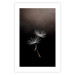 Wall Poster Soaring Moment - delicate white dandelion flowers on a black background 137274 additionalThumb 2