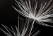 Wall Poster Soaring Moment - delicate white dandelion flowers on a black background 137274 additionalThumb 17