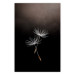 Wall Poster Soaring Moment - delicate white dandelion flowers on a black background 137274