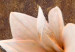 Canvas Nature of Magnolias (1-piece) - Bright flowers on a brown-toned background 48474 additionalThumb 4