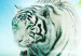 Canvas Print Ice tiger 55874 additionalThumb 5