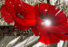 Canvas Silver Poppies 64274 additionalThumb 5