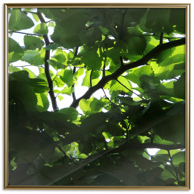 Poster Dawn - green leaves on a tree in the summer season in the middle of the day 122684 additionalImage 20