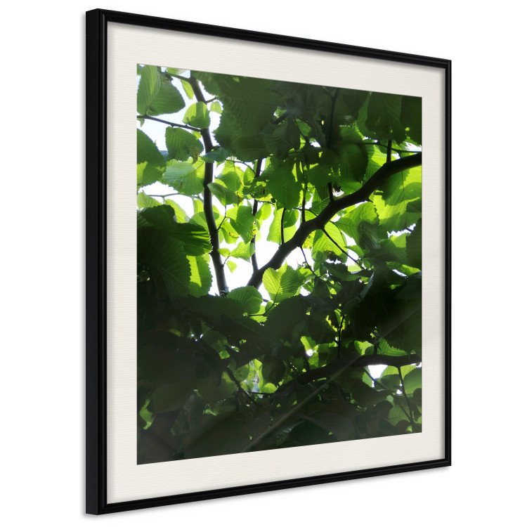 Poster Dawn - green leaves on a tree in the summer season in the middle of the day 122684 additionalImage 3