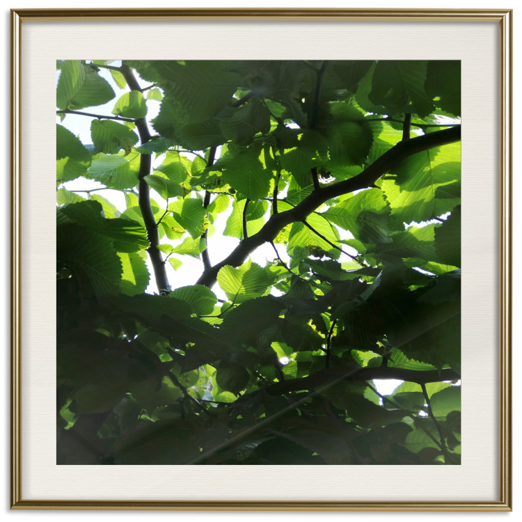 Poster Dawn - green leaves on a tree in the summer season in the middle of the day 122684 additionalImage 19
