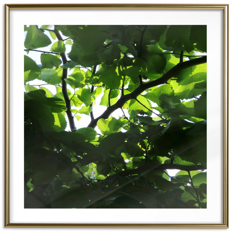Poster Dawn - green leaves on a tree in the summer season in the middle of the day 122684 additionalImage 16
