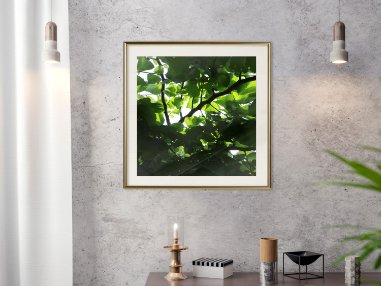 Poster Dawn - green leaves on a tree in the summer season in the middle of the day 122684 additionalImage 21