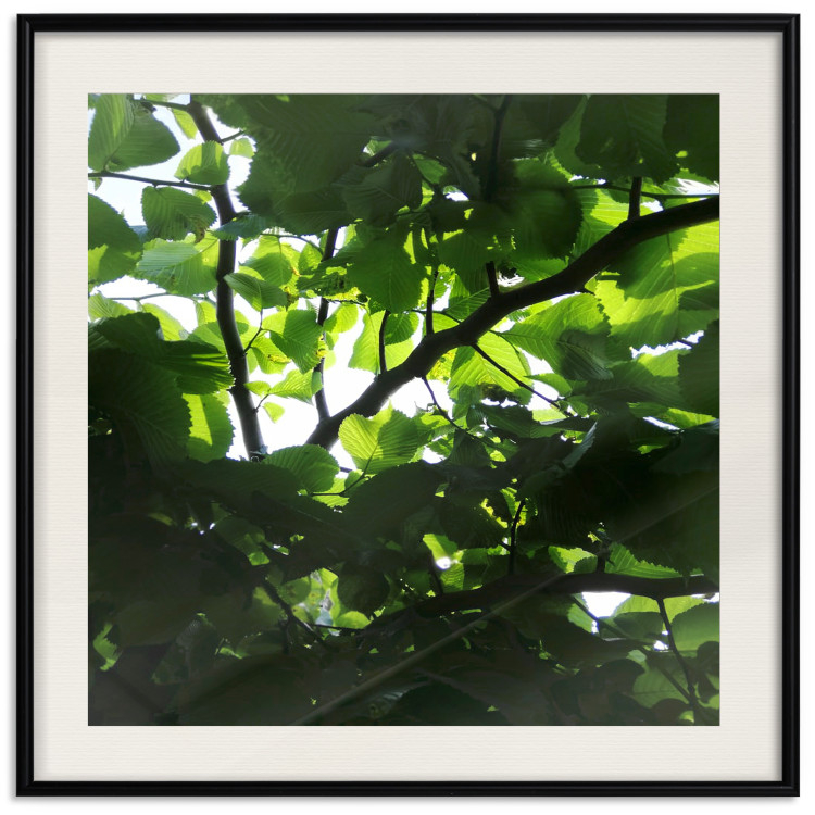 Poster Dawn - green leaves on a tree in the summer season in the middle of the day 122684 additionalImage 18