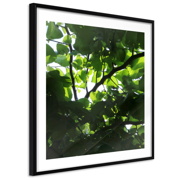 Poster Dawn - green leaves on a tree in the summer season in the middle of the day 122684 additionalImage 13