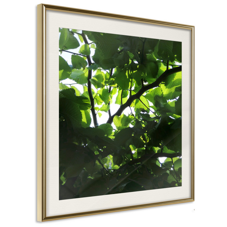 Poster Dawn - green leaves on a tree in the summer season in the middle of the day 122684 additionalImage 2