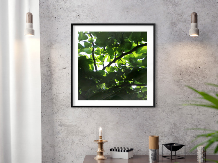 Poster Dawn - green leaves on a tree in the summer season in the middle of the day 122684 additionalImage 6