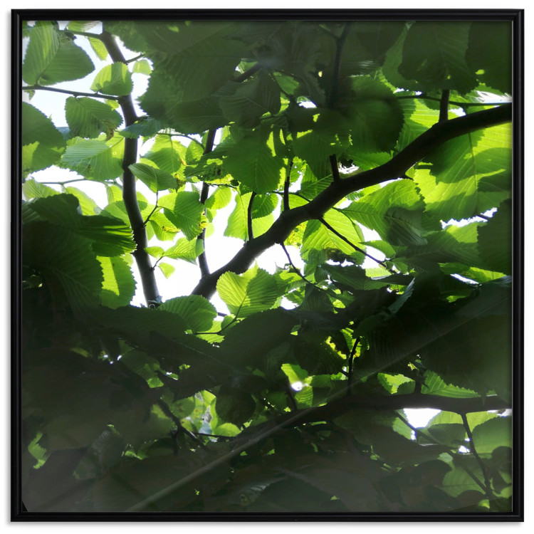 Poster Dawn - green leaves on a tree in the summer season in the middle of the day 122684 additionalImage 24
