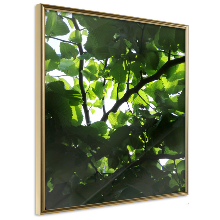 Poster Dawn - green leaves on a tree in the summer season in the middle of the day 122684 additionalImage 14