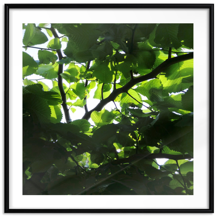 Poster Dawn - green leaves on a tree in the summer season in the middle of the day 122684 additionalImage 17