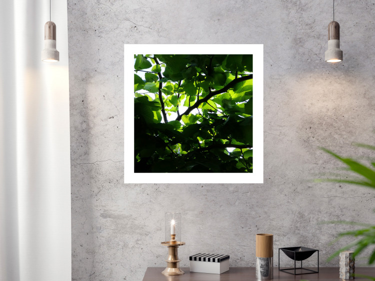 Poster Dawn - green leaves on a tree in the summer season in the middle of the day 122684 additionalImage 4