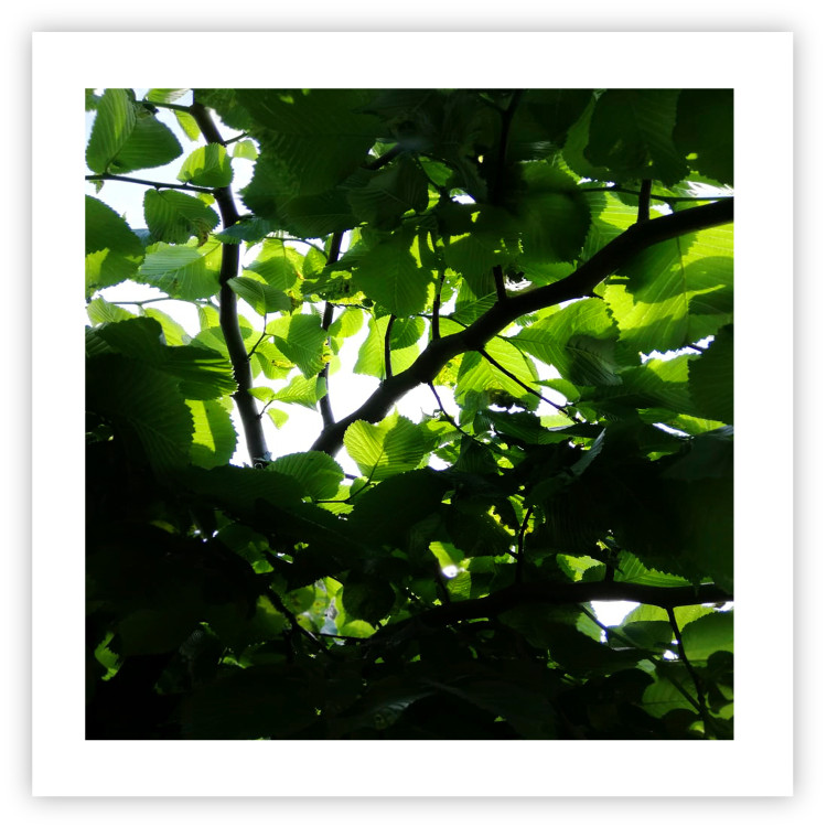 Poster Dawn - green leaves on a tree in the summer season in the middle of the day 122684 additionalImage 25