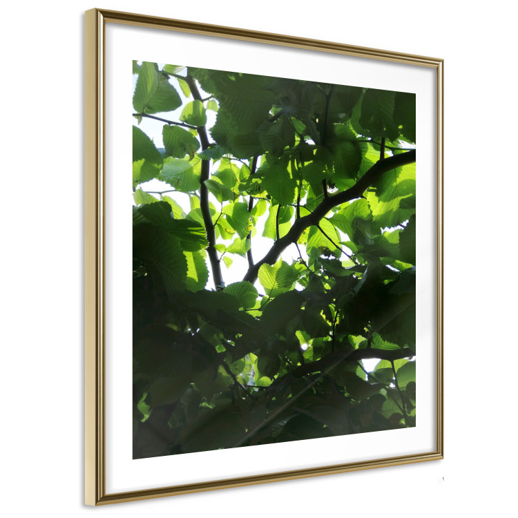Poster Dawn - green leaves on a tree in the summer season in the middle of the day 122684 additionalImage 8