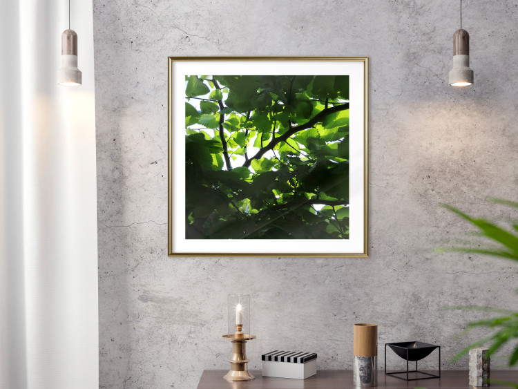 Poster Dawn - green leaves on a tree in the summer season in the middle of the day 122684 additionalImage 15