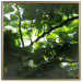 Poster Dawn - green leaves on a tree in the summer season in the middle of the day 122684 additionalThumb 20