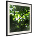 Poster Dawn - green leaves on a tree in the summer season in the middle of the day 122684 additionalThumb 3