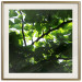 Poster Dawn - green leaves on a tree in the summer season in the middle of the day 122684 additionalThumb 19