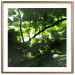 Poster Dawn - green leaves on a tree in the summer season in the middle of the day 122684 additionalThumb 16