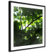 Poster Dawn - green leaves on a tree in the summer season in the middle of the day 122684 additionalThumb 13